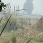 Vraj-Yatra-2014- (1404)